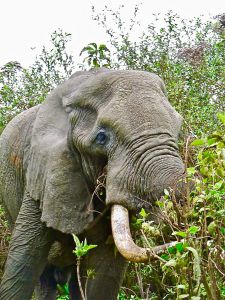 Ngorongoro-krater-elefant